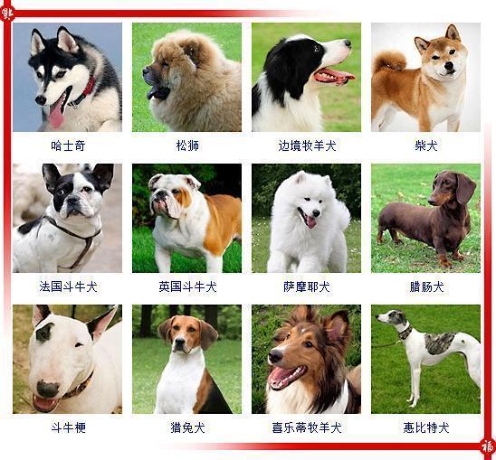 宠物小精灵图鉴Jal_宠物图片狗