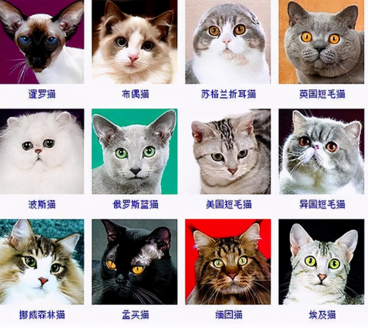 宠物蛇设计_宠物图片狗的品种图片大全