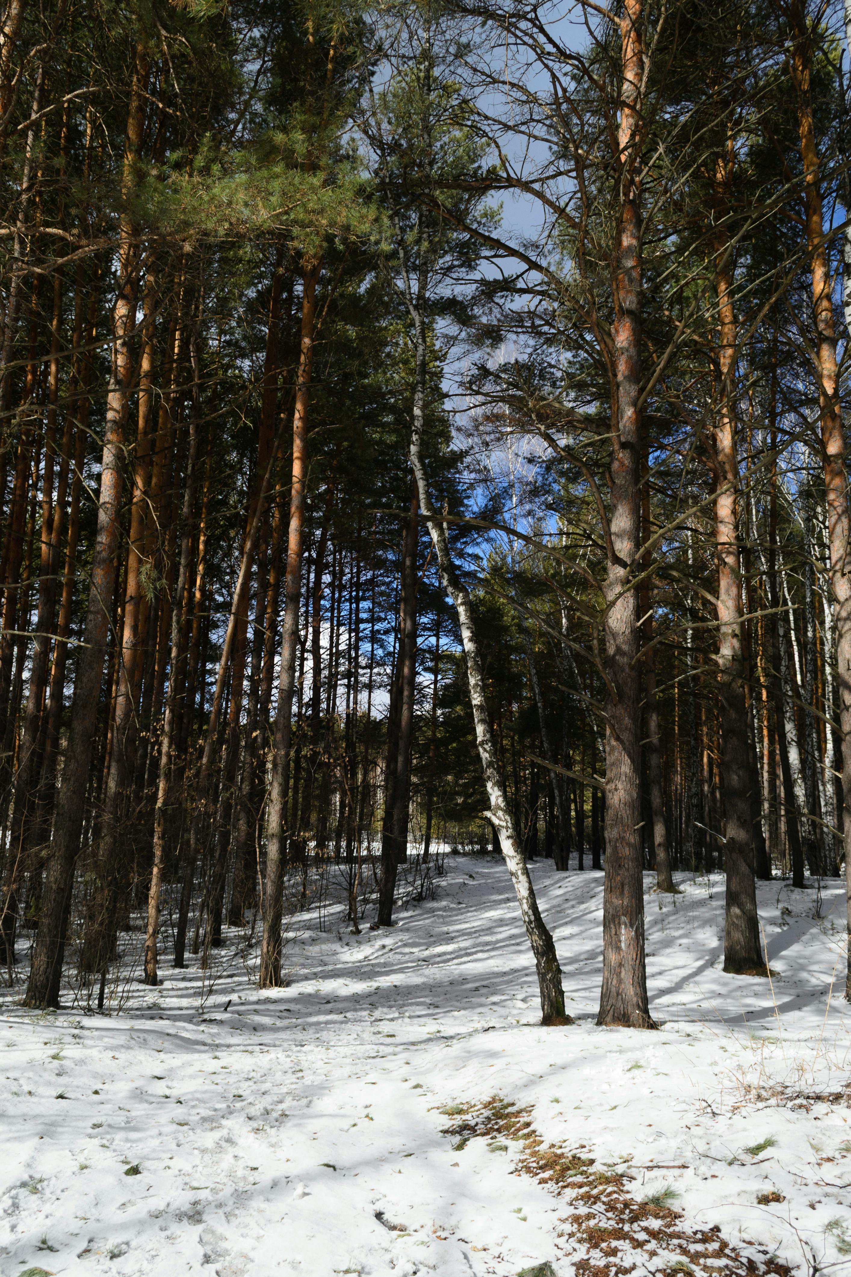 壁纸高清The_宁静的白雪皑皑的森林与蓝天