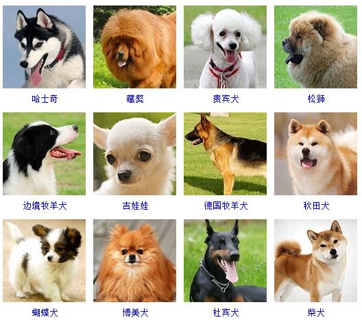 宠物狗狗图片品种大全Black_宠物图片蛇