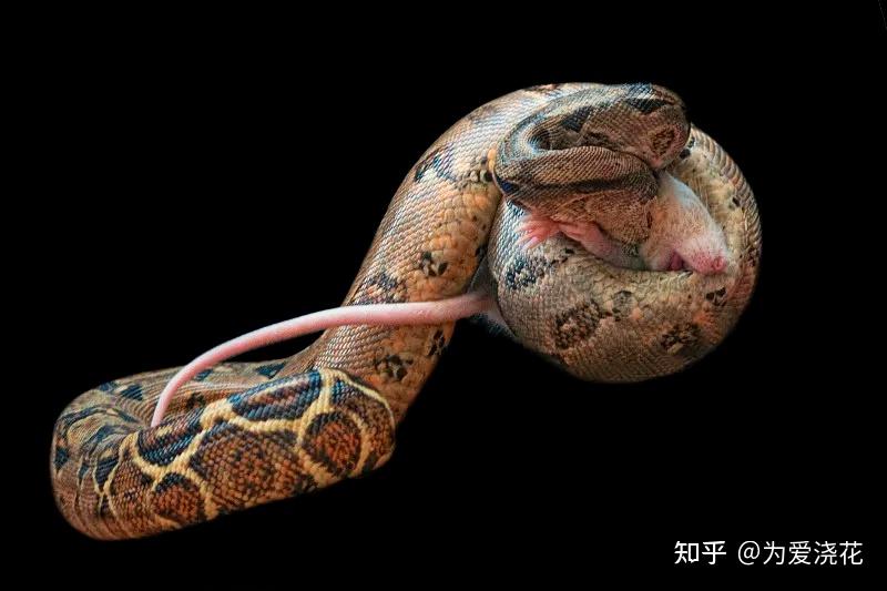 宠物小精灵图鉴背景美图_宠物图片小精灵