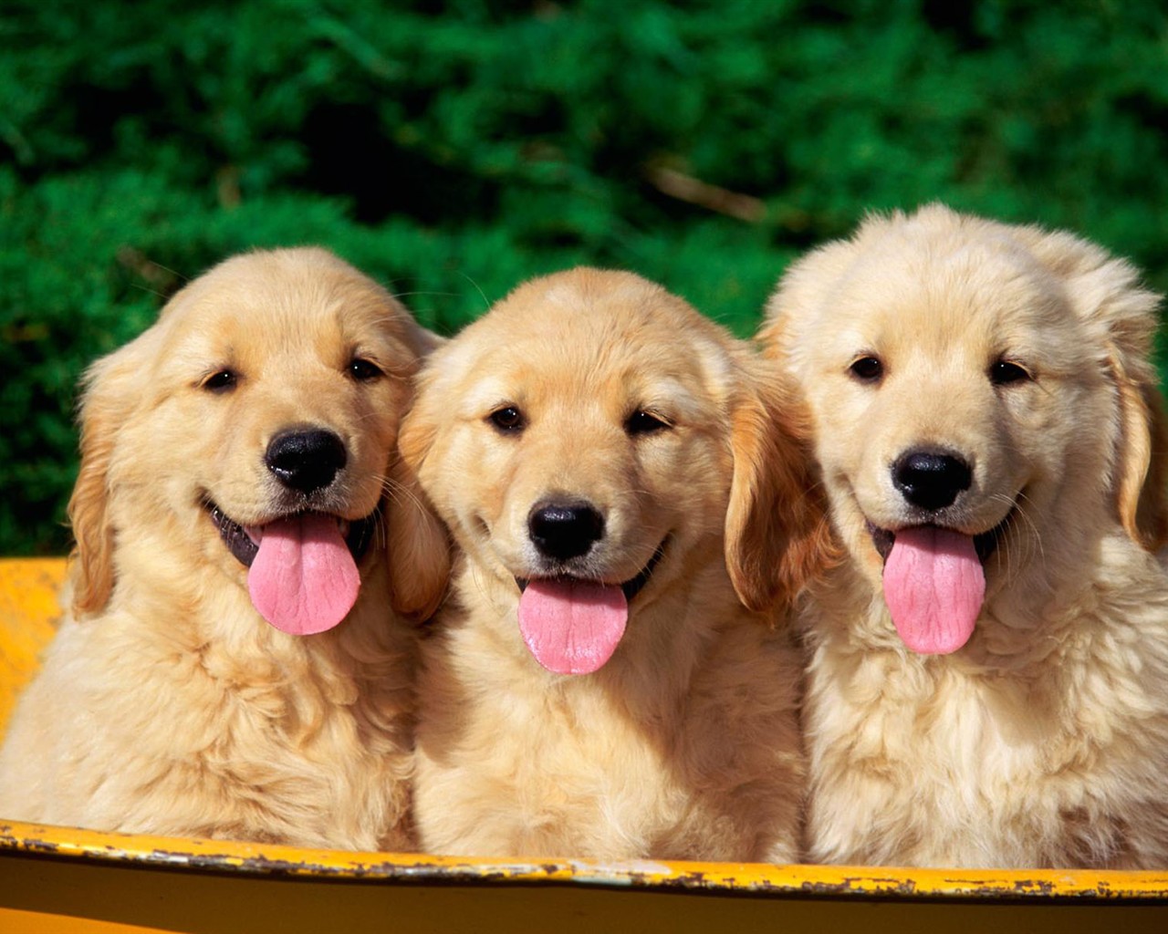 宠物头像马尔济斯犬_宠物图片猫