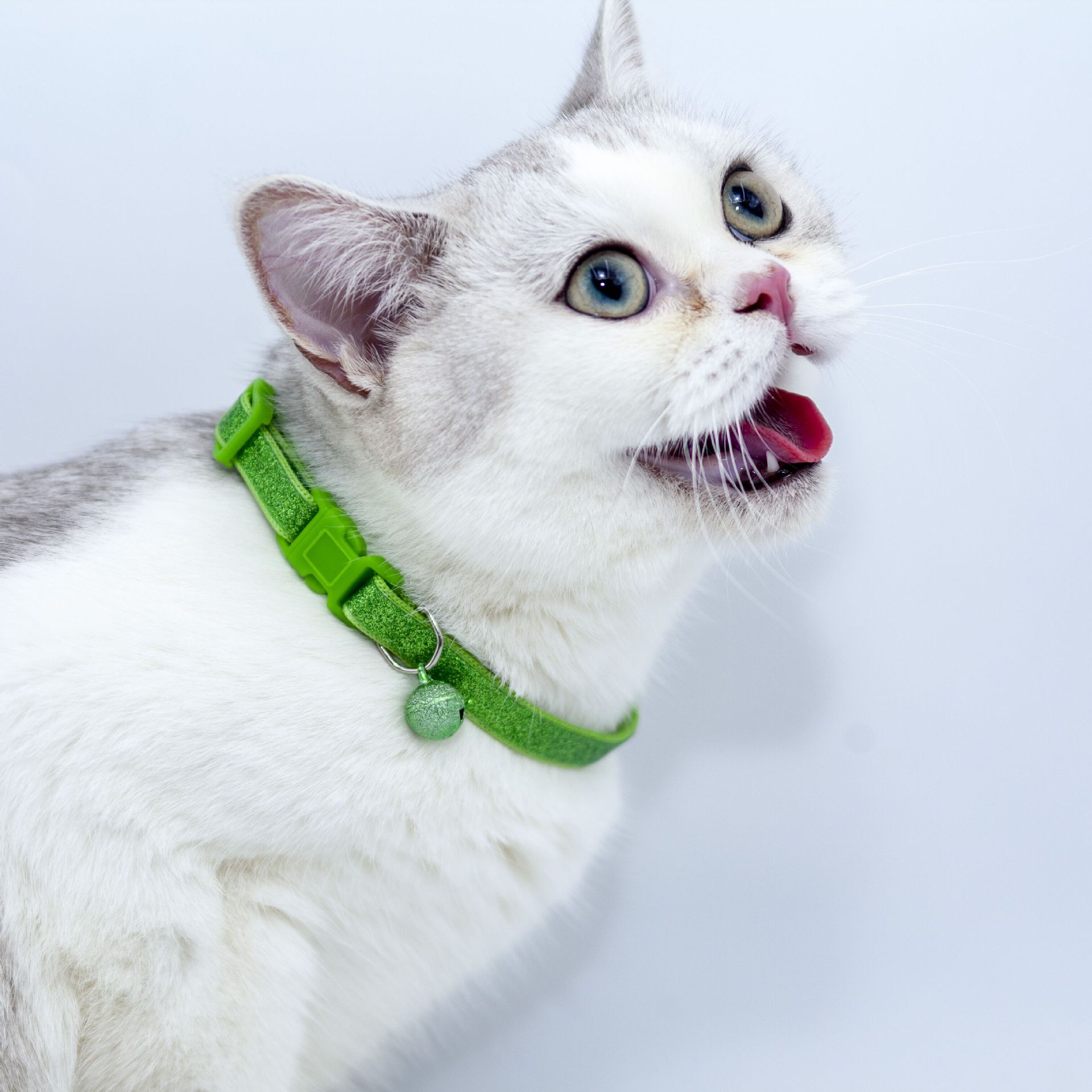 宠物猫的品种图片大全猫头_宠物图片狗的品种图片大全