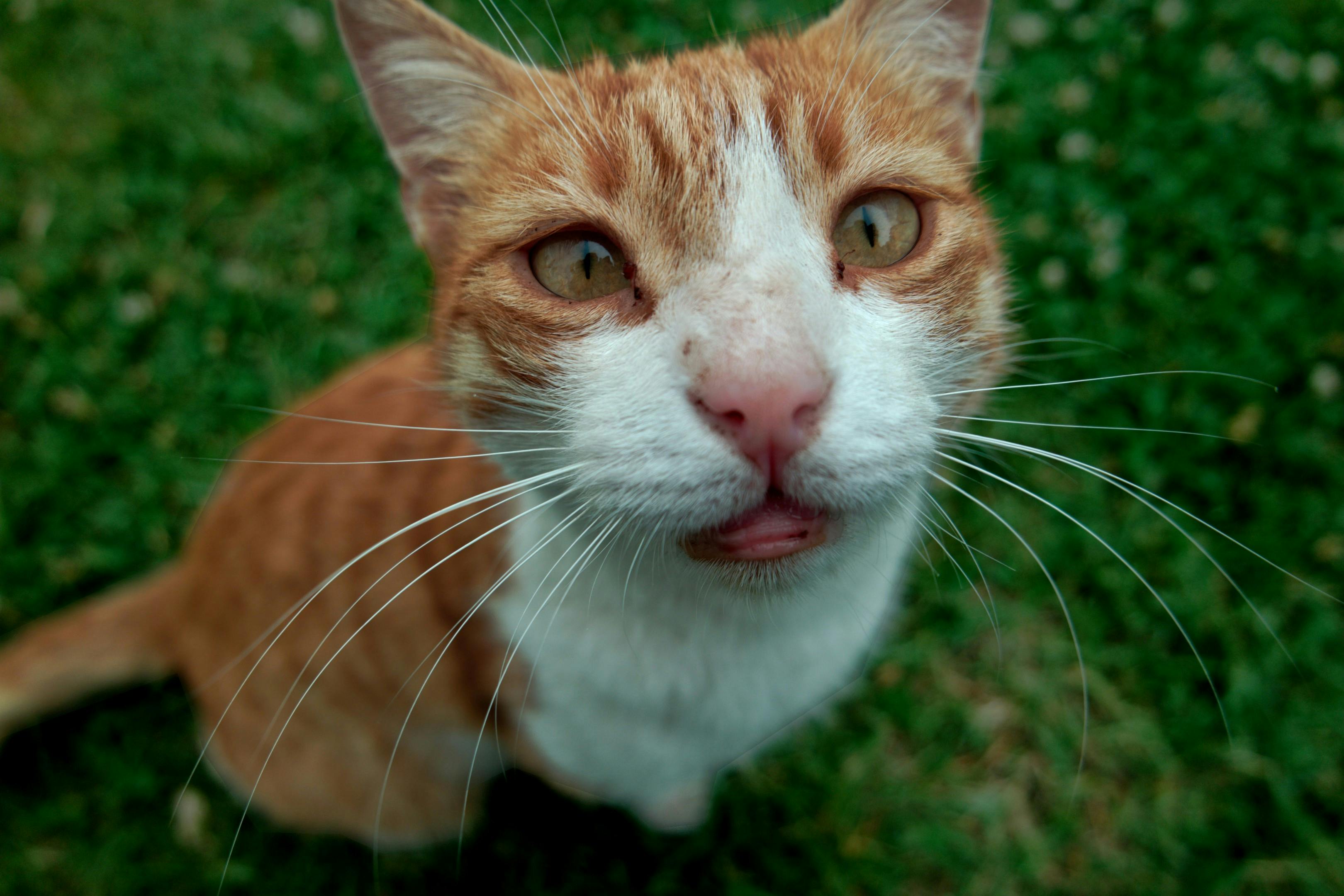 壁纸高清壁纸桌面_草地上有趣的斗鸡眼橙色虎斑猫