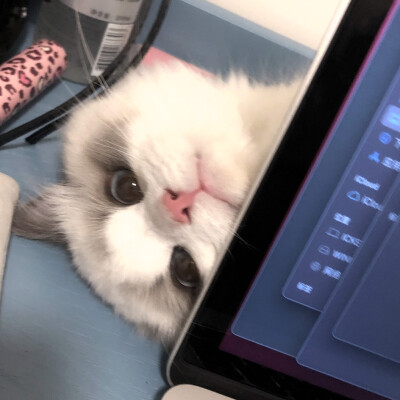 宠物狗的品种图片大全猫猫_宠物图片猫的品种图片大全