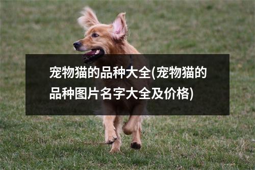 宠物猫Cute_宠物图片图片