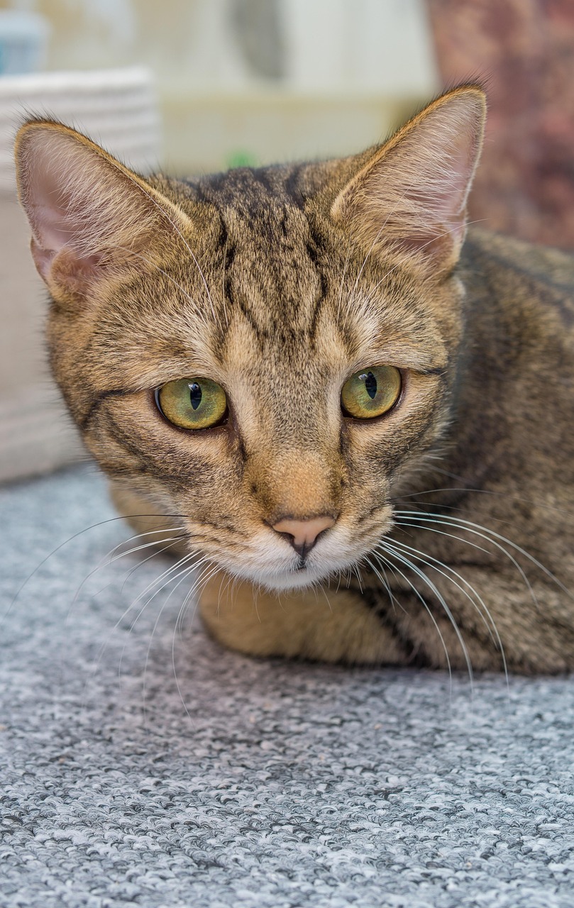 宠物小精灵图鉴狮子猫_宠物图片狗