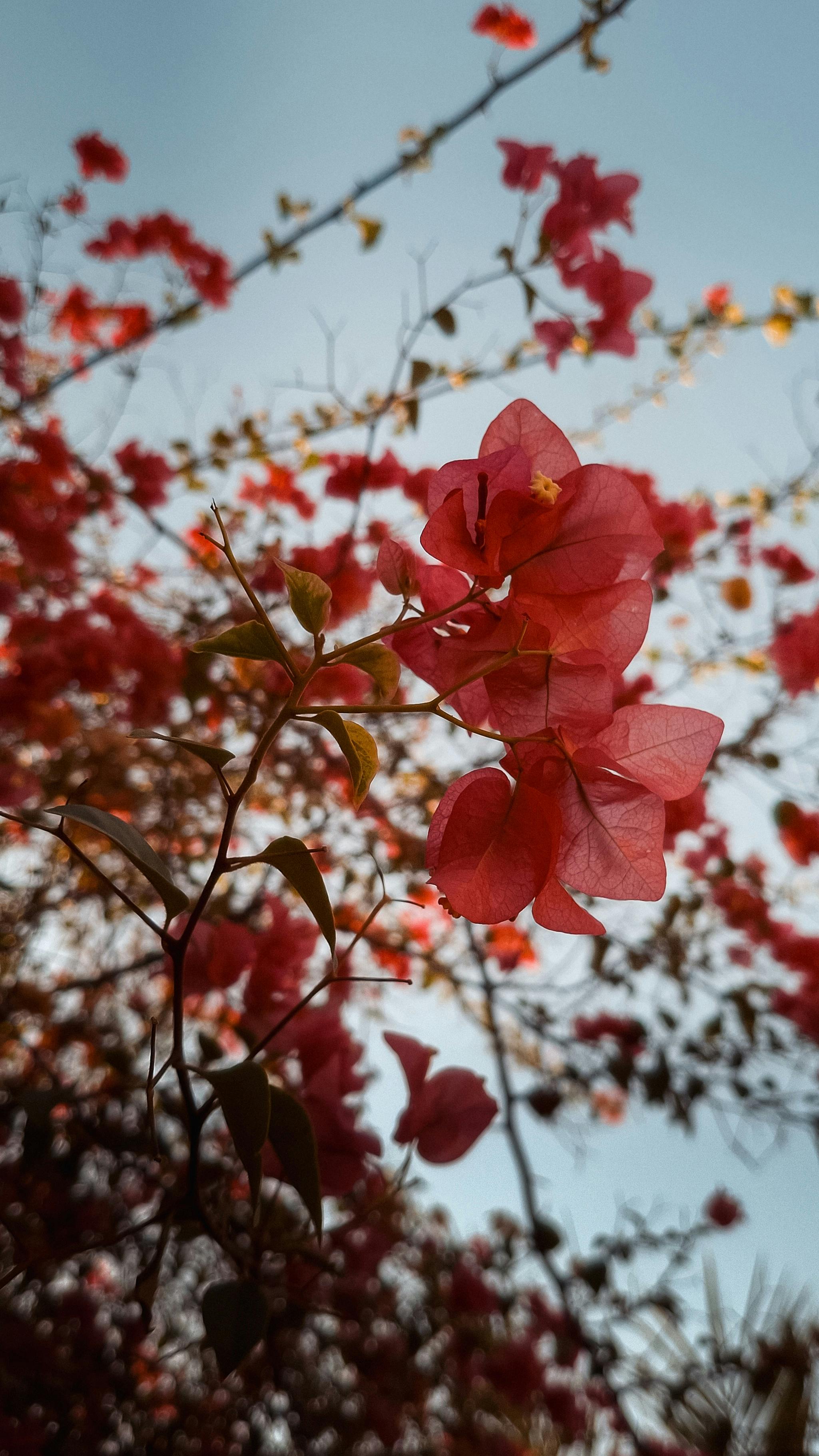 美景图片美景前十名,美景图风景,美景美境_大山谷图库_性格开朗的少女在学校制服摆姿势