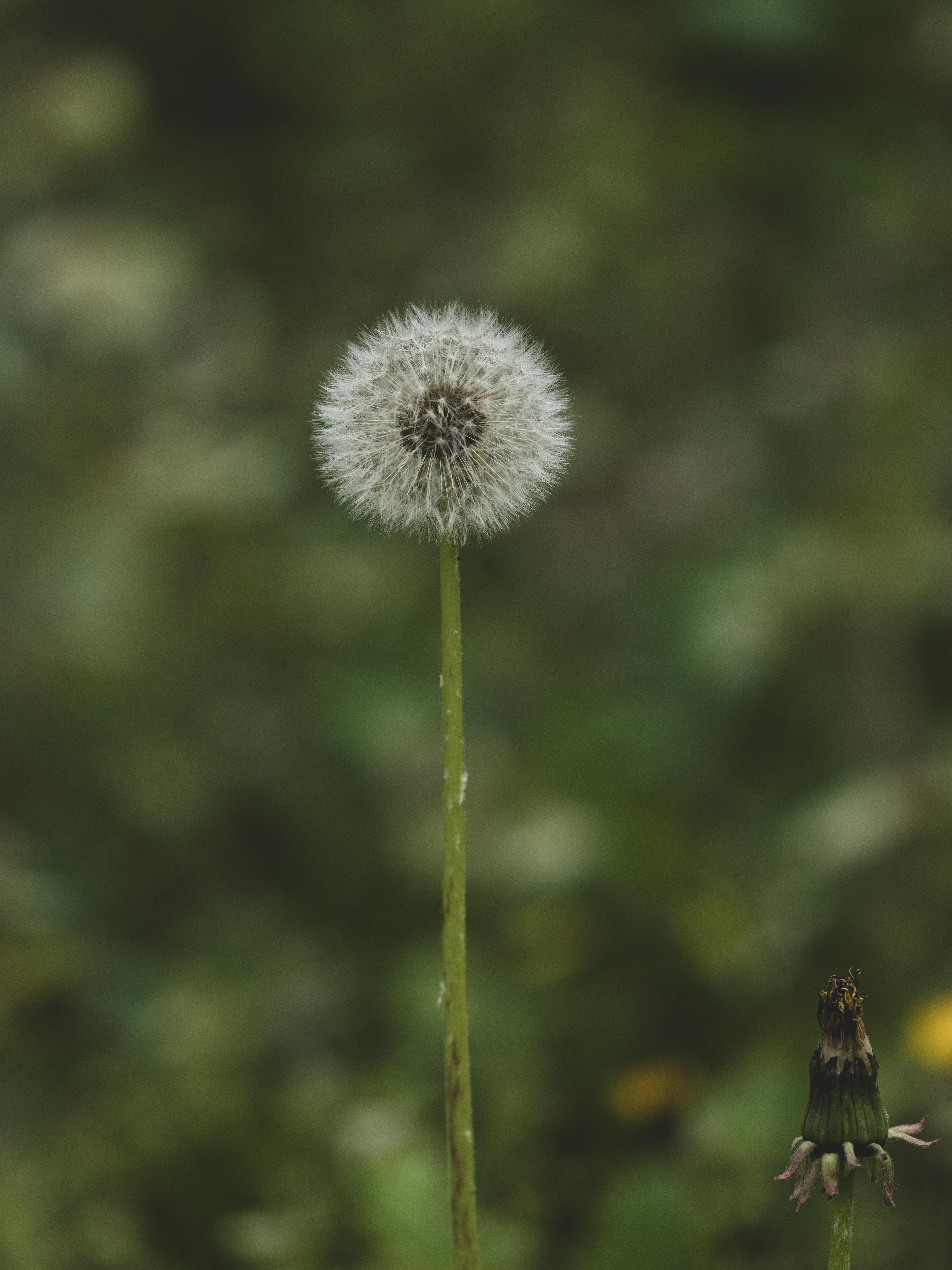 美景图片–_湖中美丽的芦苇
