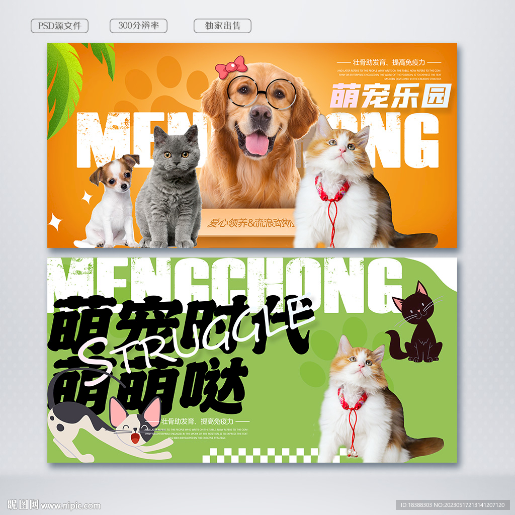 宠物猫的品种图片大全4K_宠物图片小精灵图鉴