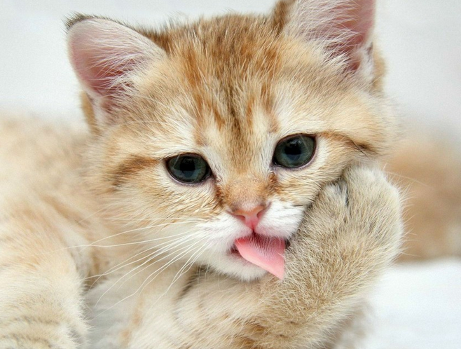 宠物猫Baby_宠物图片蛇
