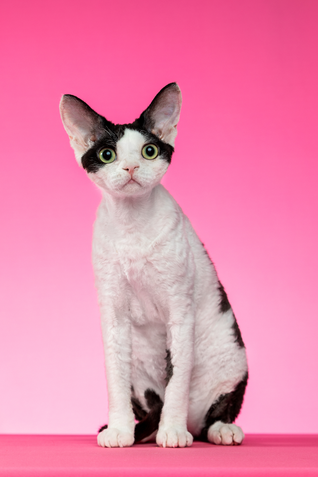 宠物猫边牧_宠物图片狗