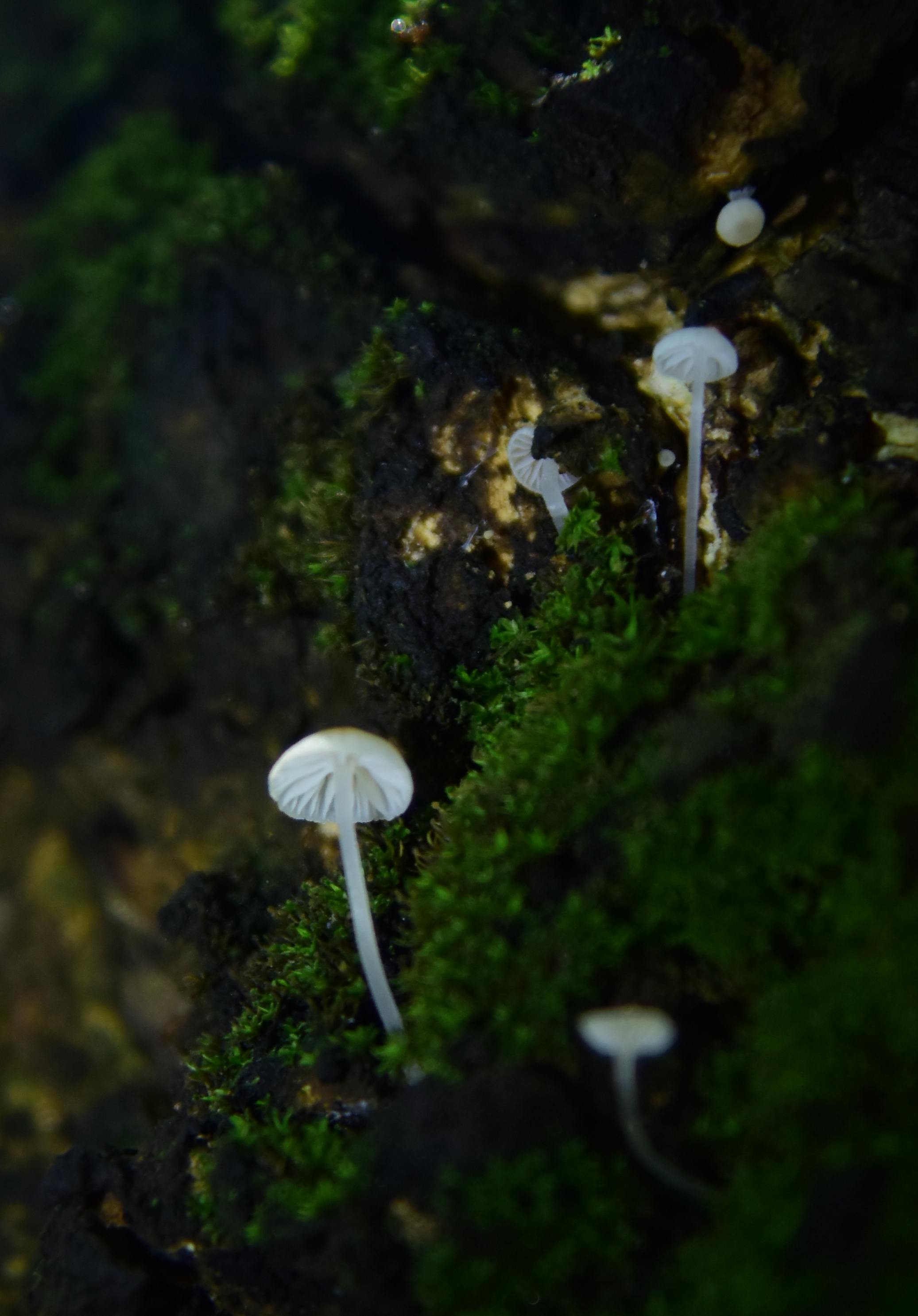 美景图片for_阳光花园里鲜艳的粉红色天然气植物花
