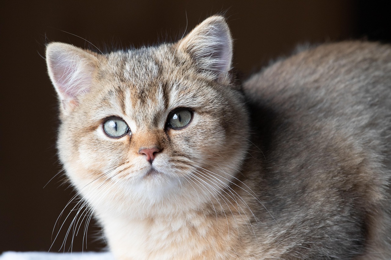 宠物猫的品种图片大全Animals_宠物图片小精灵图鉴