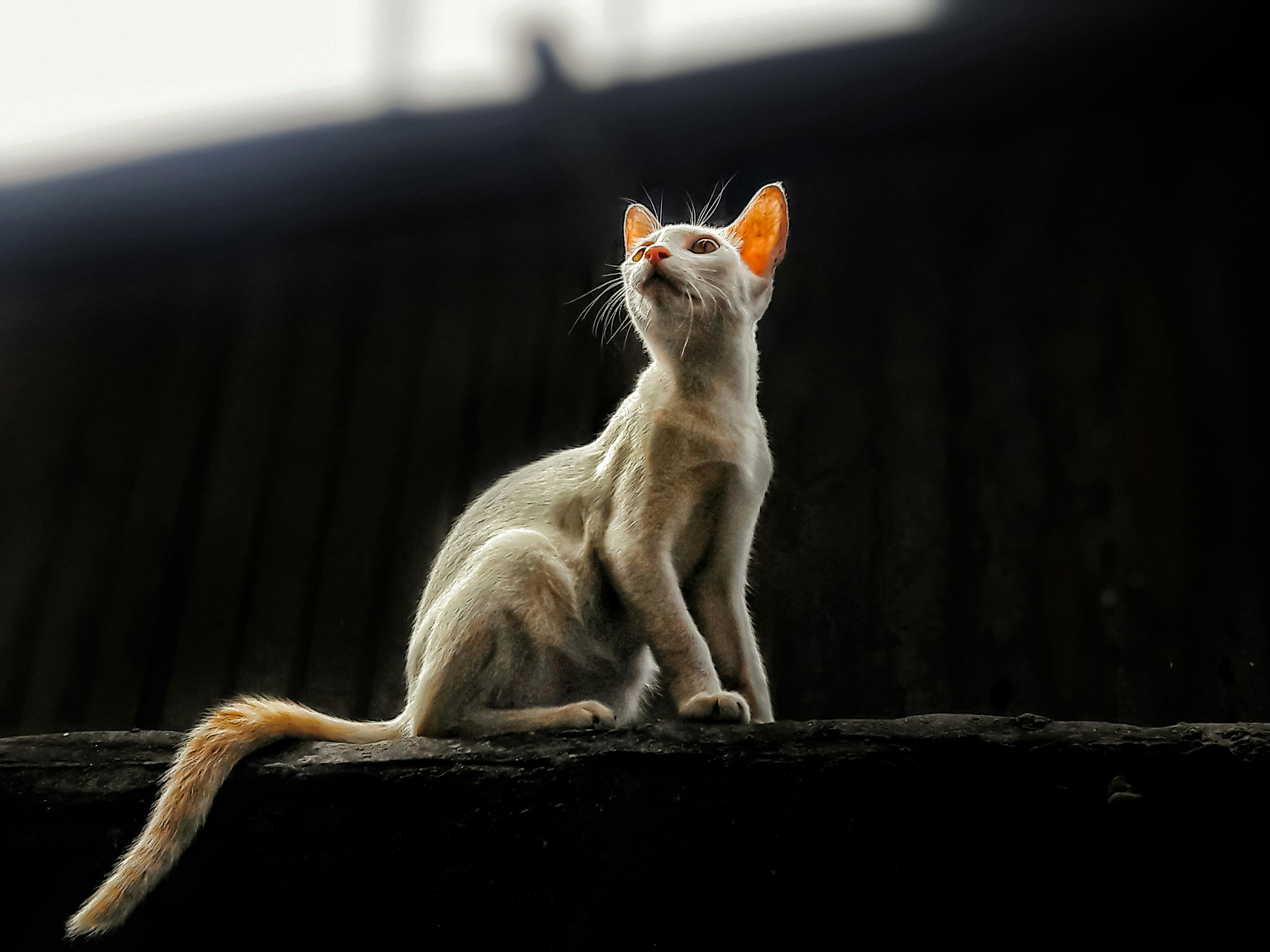 壁纸古风宇宙壁纸_黑暗城市背景下的好奇流浪猫