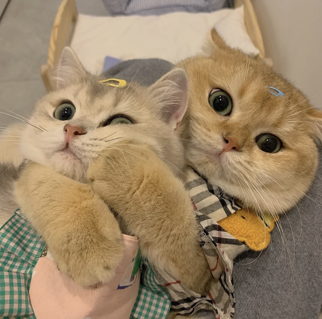宠物图片萌猫_宠物图片小精灵