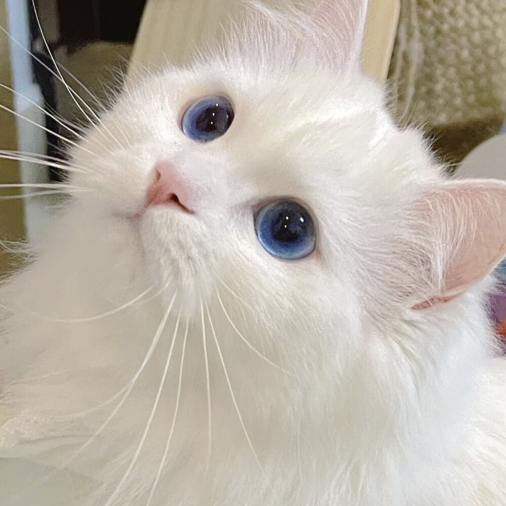 宠物猫电针_宠物图片猫的品种图片大全