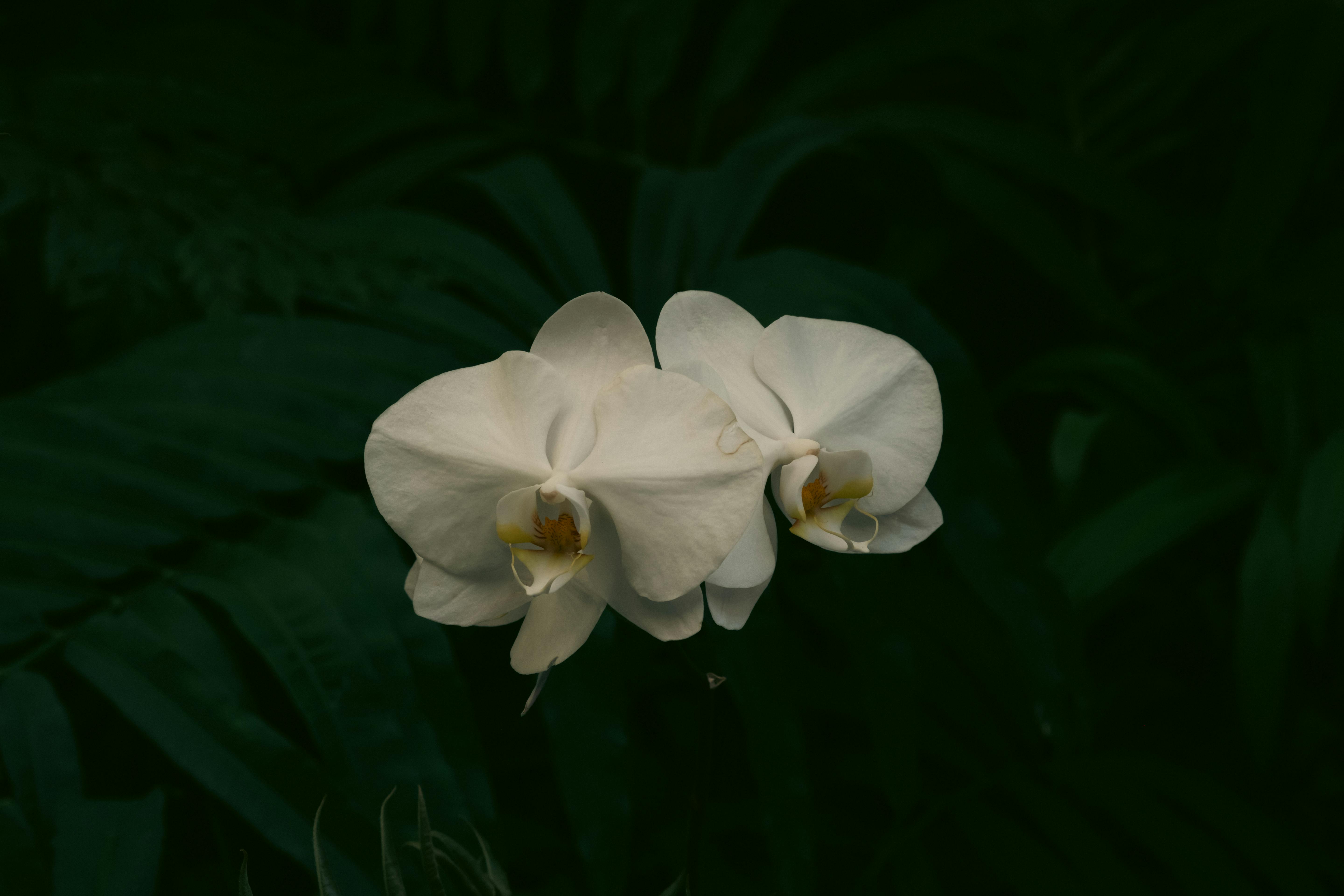 壁纸可爱壁纸风景_绿荫掩映中，石榴花绚烂夺目
