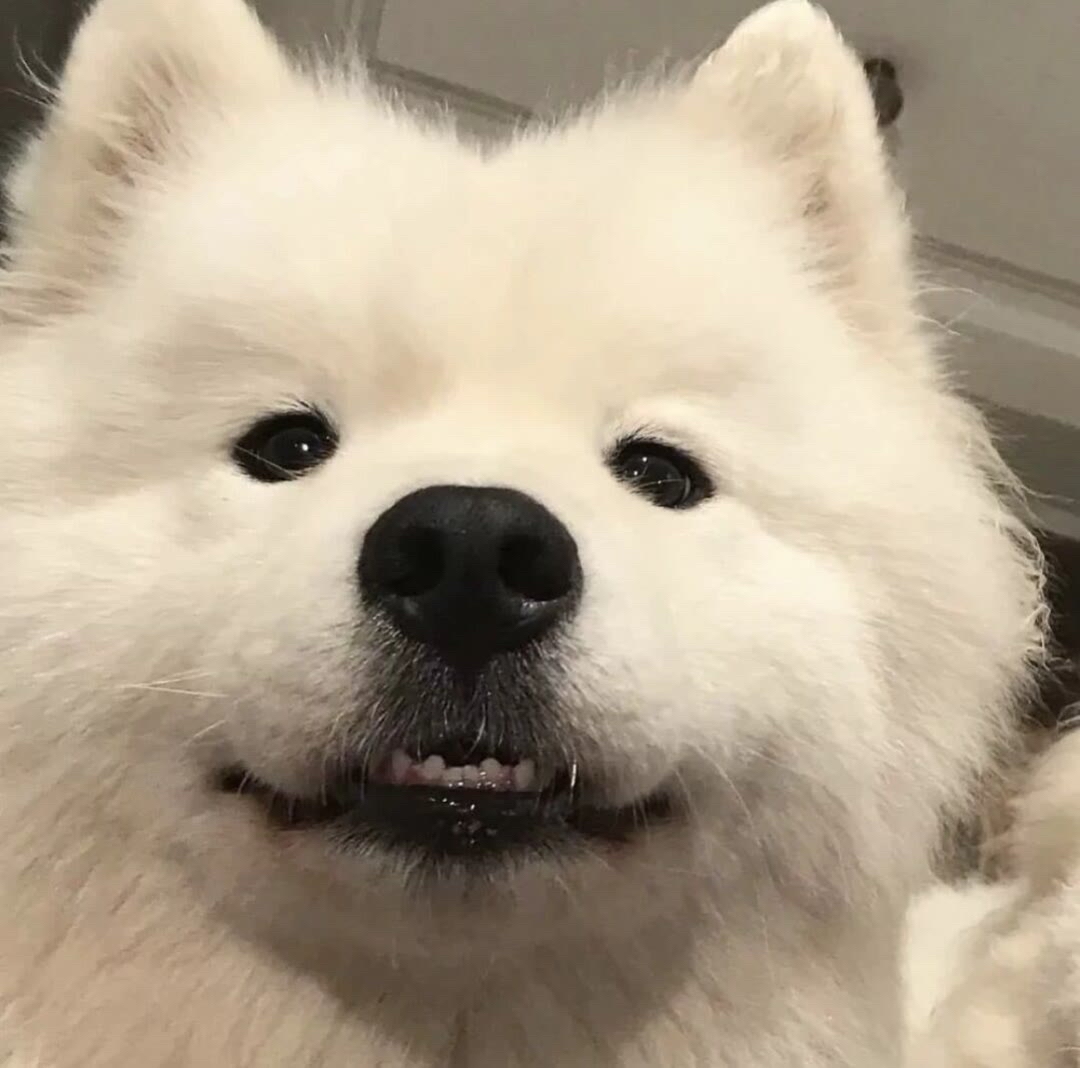 宠物猫Face_宠物图片图片