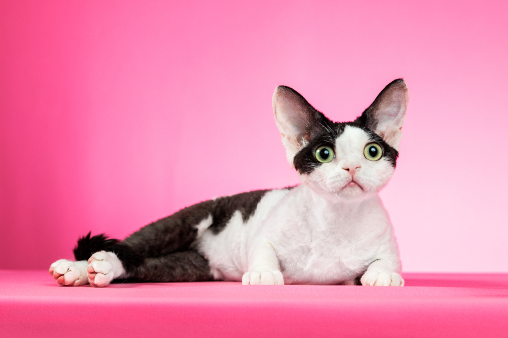 宠物小精灵图鉴猫猫_宠物图片猫的品种图片大全