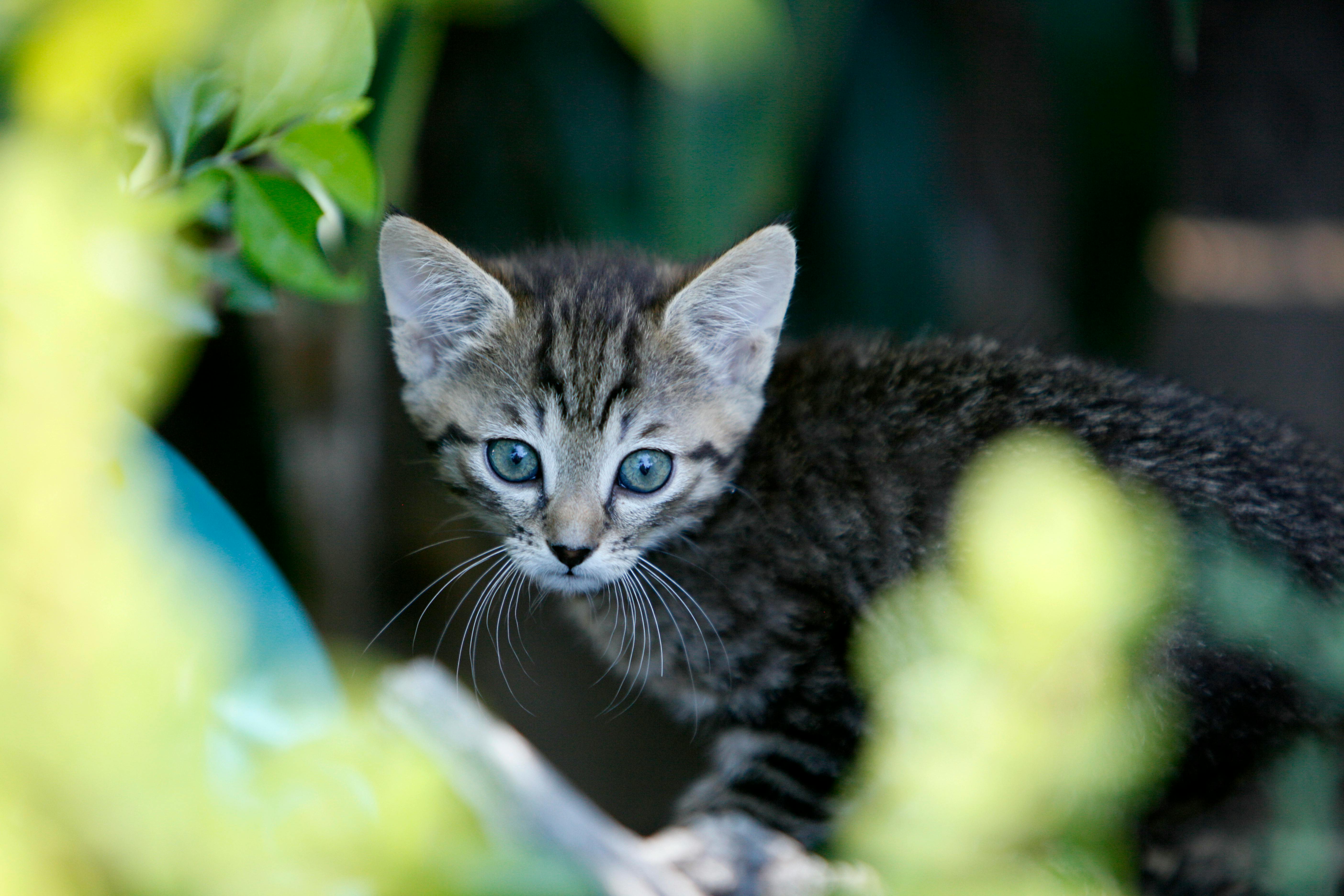 壁纸古风猫_南伯勒花园的粉红玫瑰盛开
