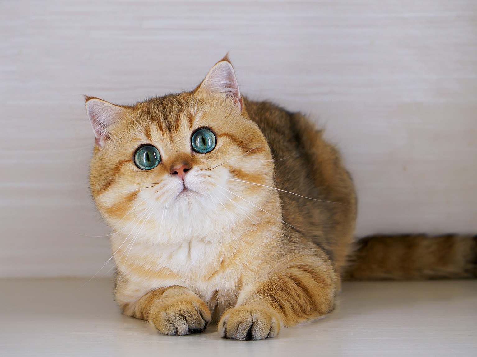 宠物狗狗图片品种大全Gatos_宠物图片图片