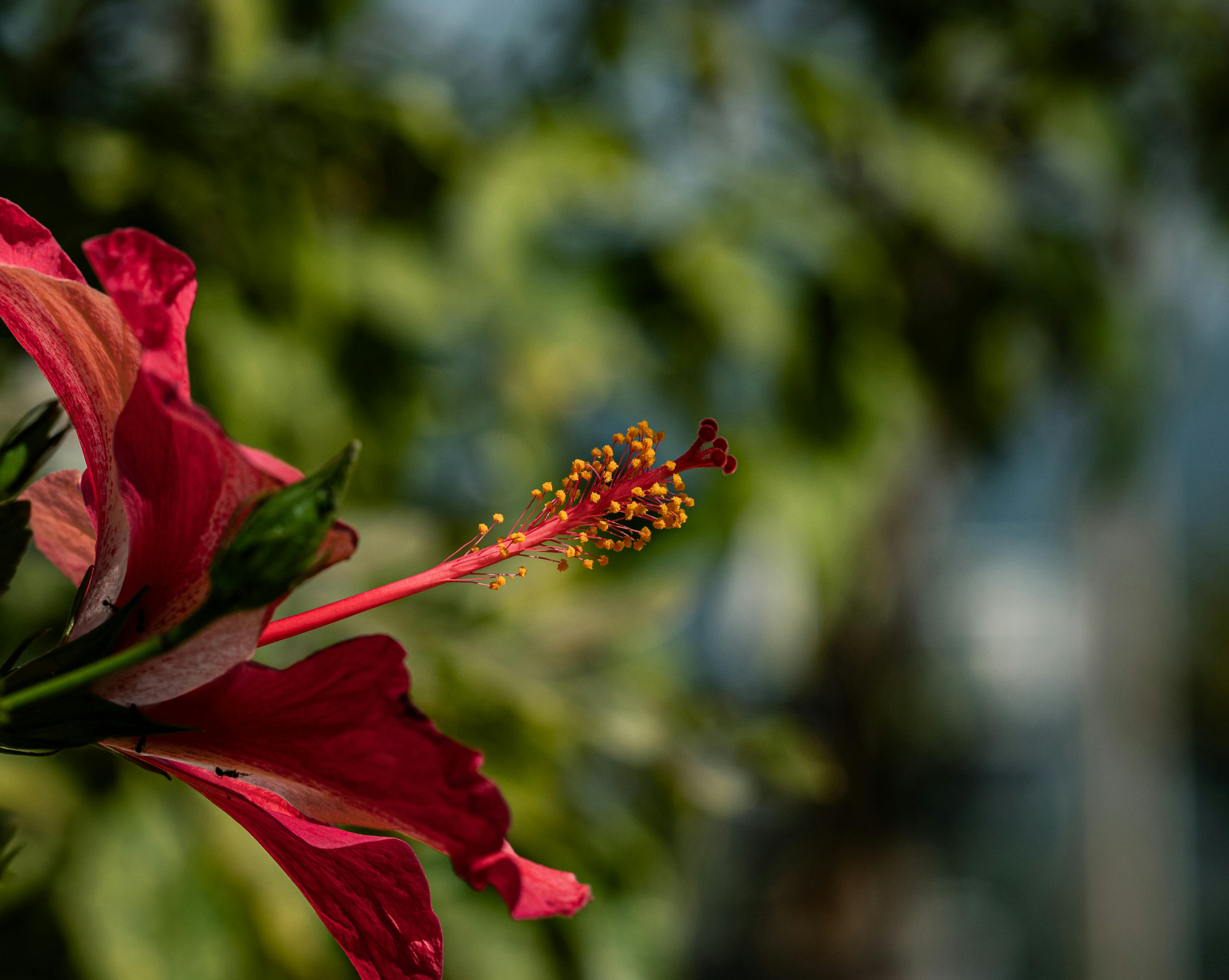 壁纸图片21171651_泰国一朵鲜艳的红芙蓉花的特写镜头