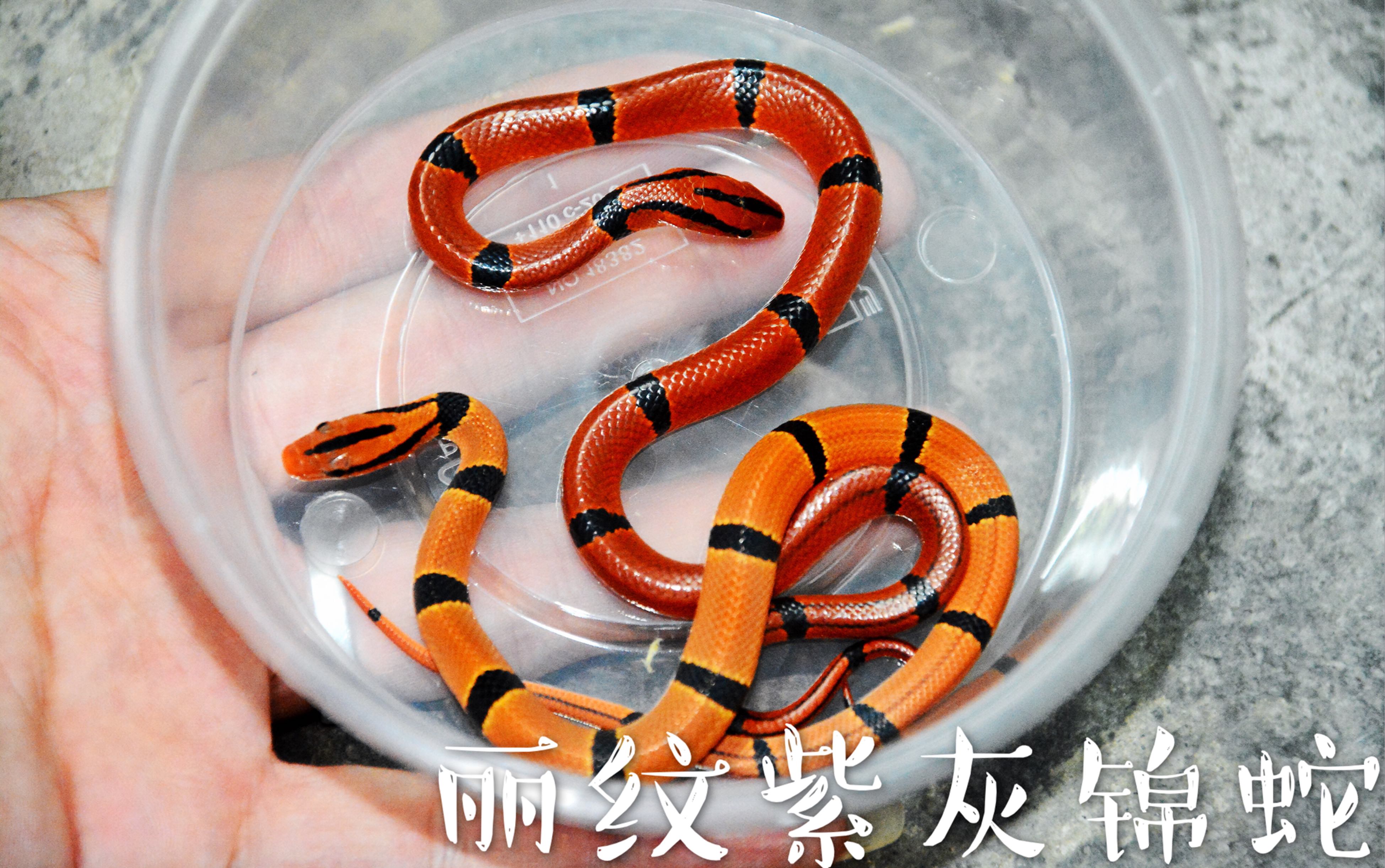 宠物狗的品种图片大全Food_宠物图片图片