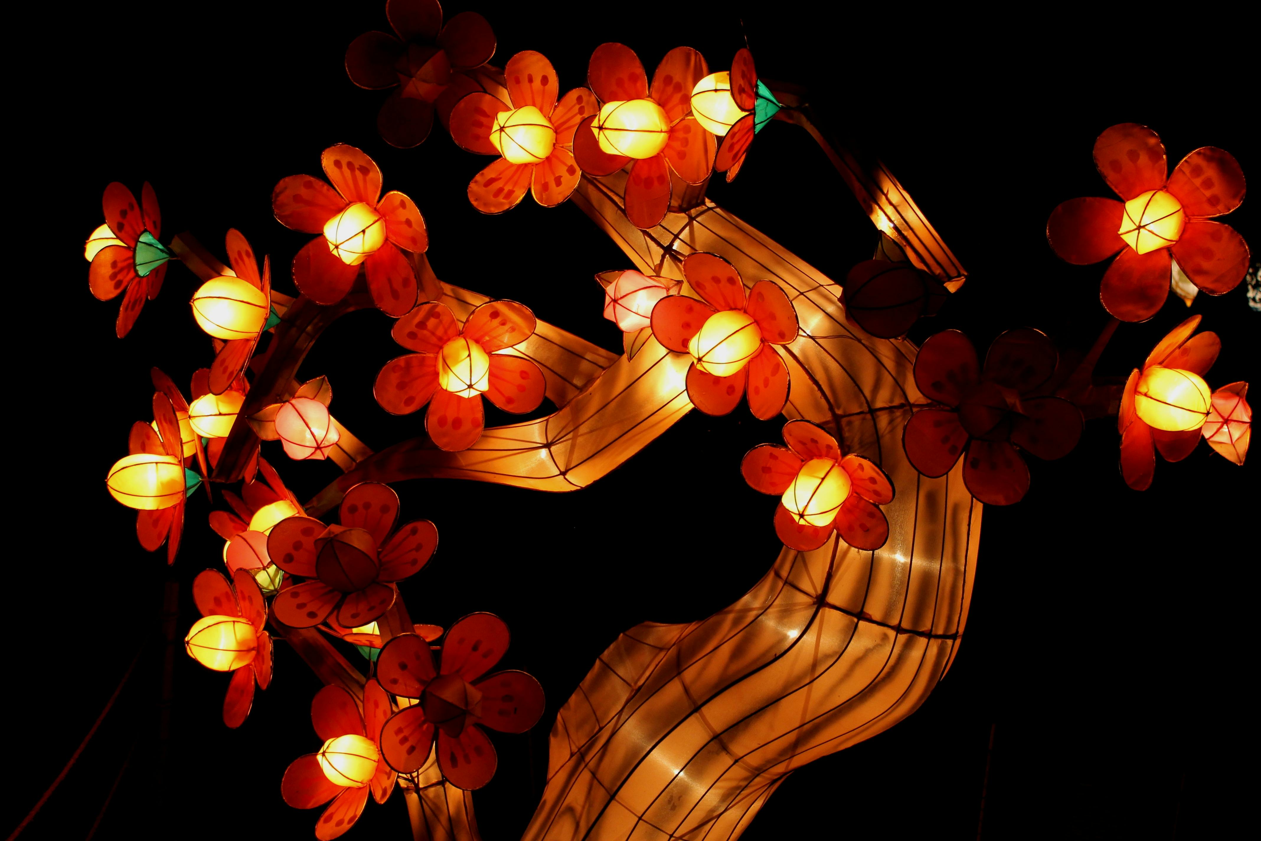 壁纸可爱Wallpapers,_自然界中树枝上的红色浆果的特写镜头