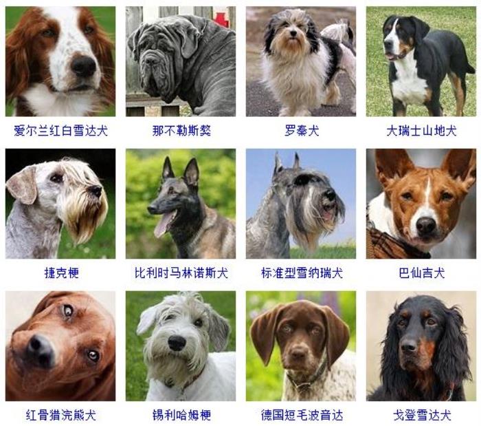 宠物小精灵图鉴夸张_宠物图片狗狗图片品种大全