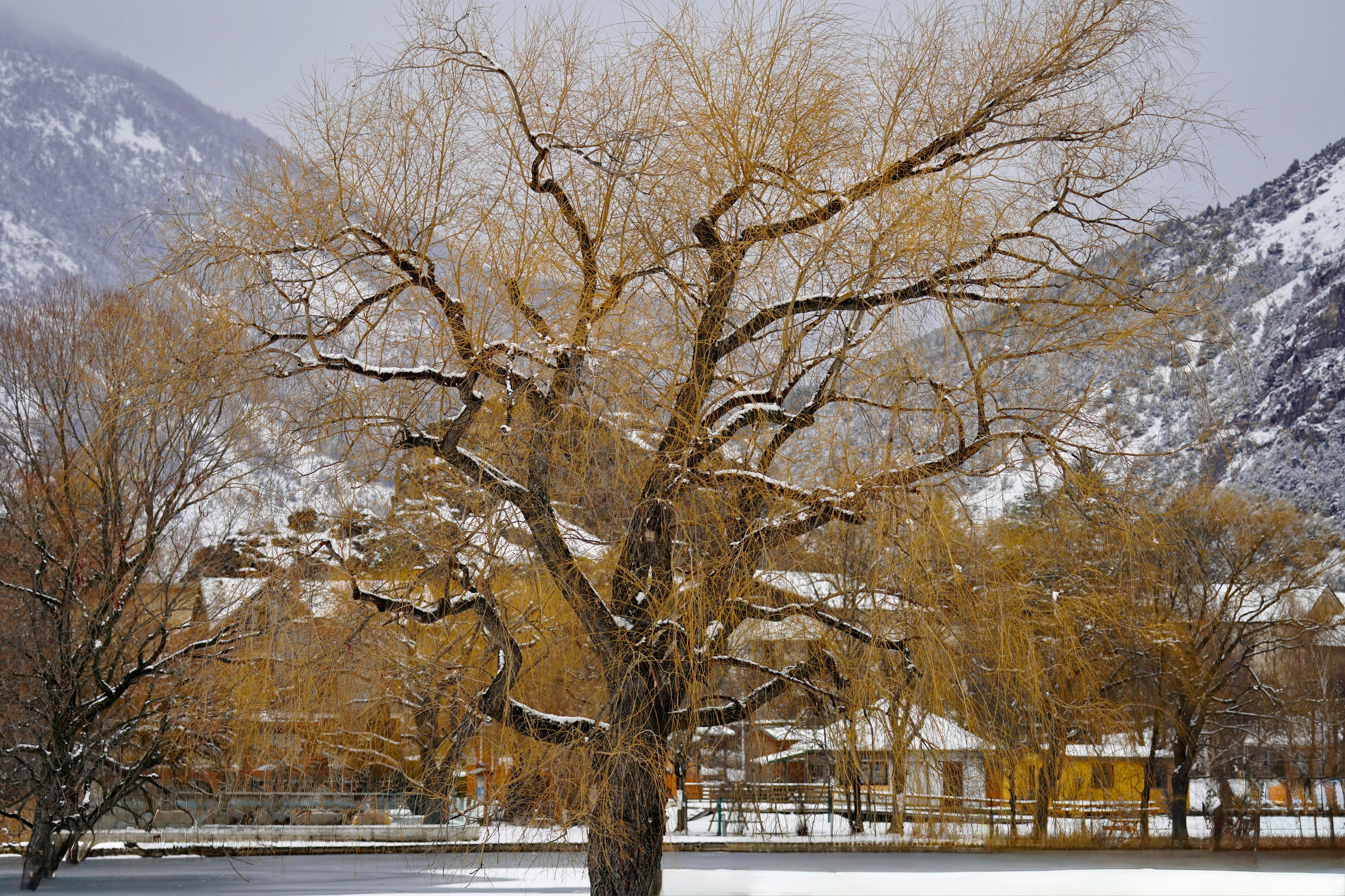 美景图片南浔古镇_冬日白雪覆盖的山村