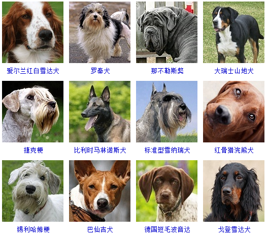 宠物猫喂_宠物图片头像