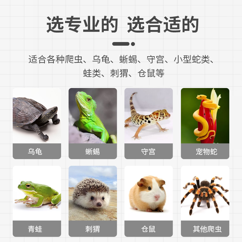 宠物图片Wallpaper_宠物图片猫的品种图片大全