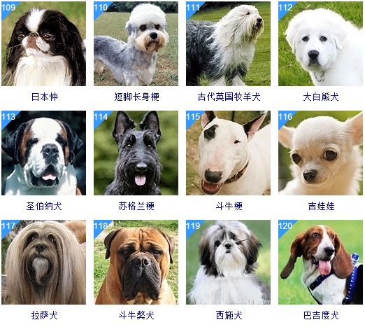 宠物狗Gatos_宠物图片猫的品种图片大全