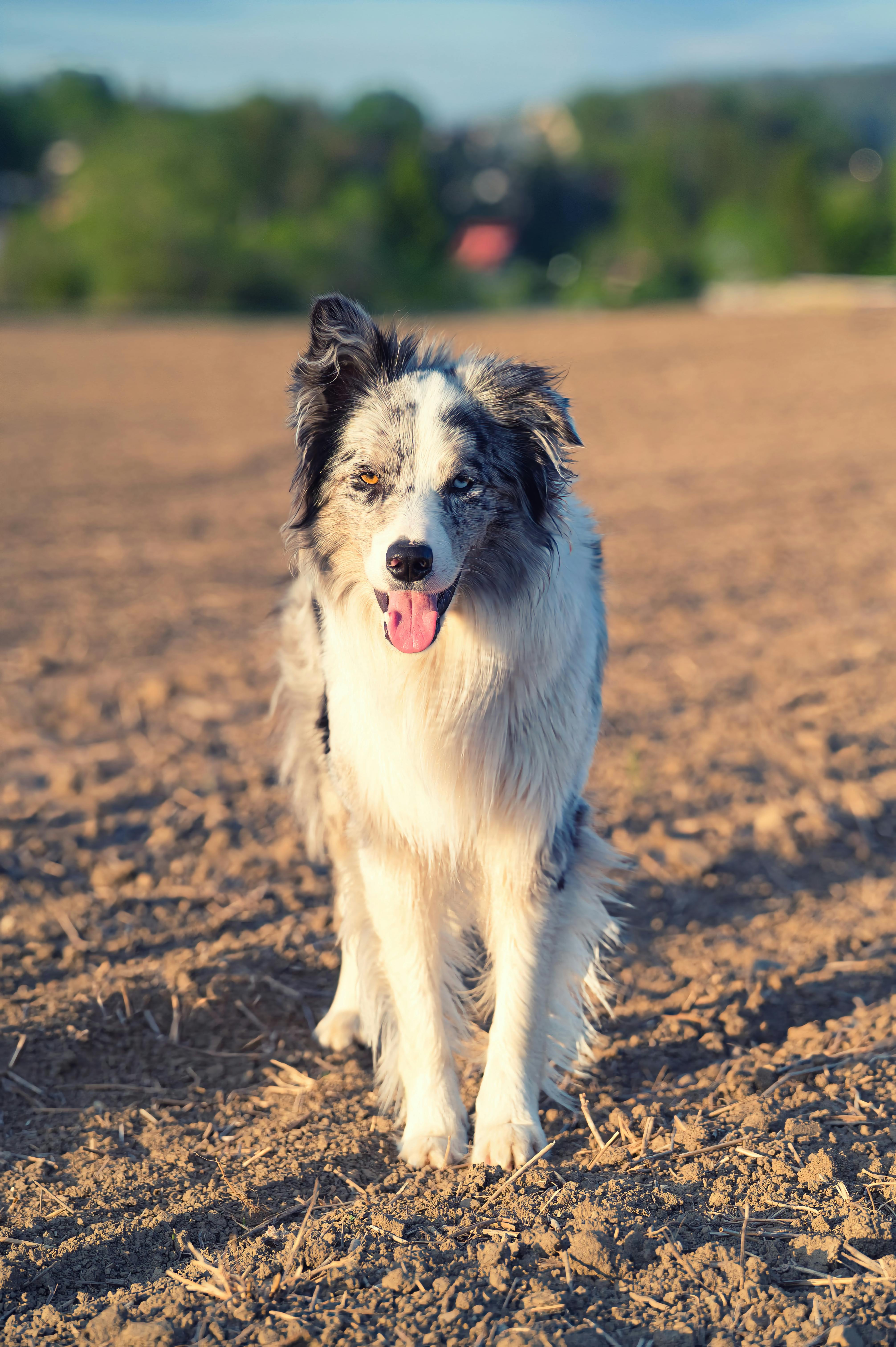 美景图片_排行榜大全_精力充沛的边境牧羊犬站在户外