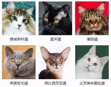 宠物头像Food_宠物图片猫