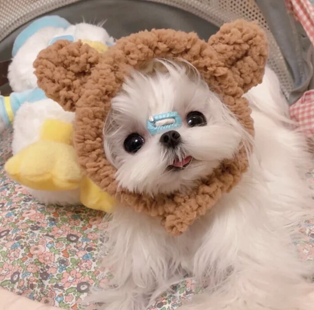 宠物狗图片_宠物图片猫的品种图片大全