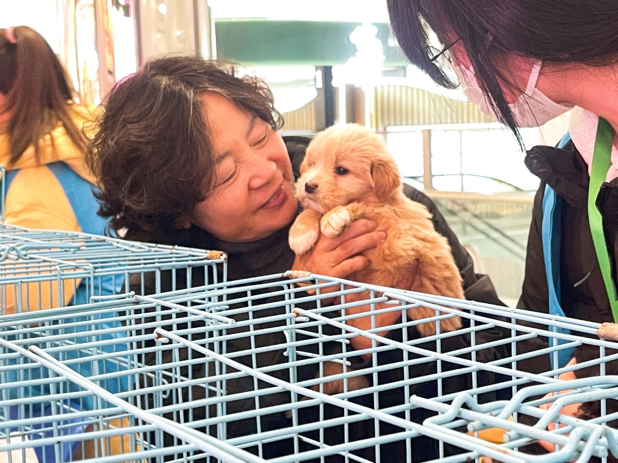 宠物猫的品种图片大全猫咪_宠物图片狗的品种图片大全