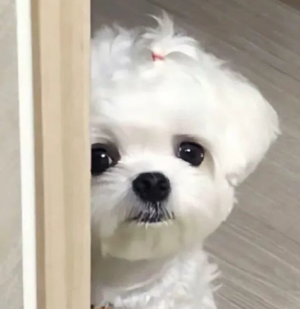 宠物狗的品种图片大全鲨鱼_宠物图片小精灵