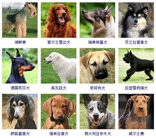 宠物蛇小哪吒_宠物图片狗