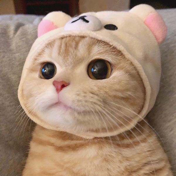 宠物猫的品种图片大全4K_宠物图片狗