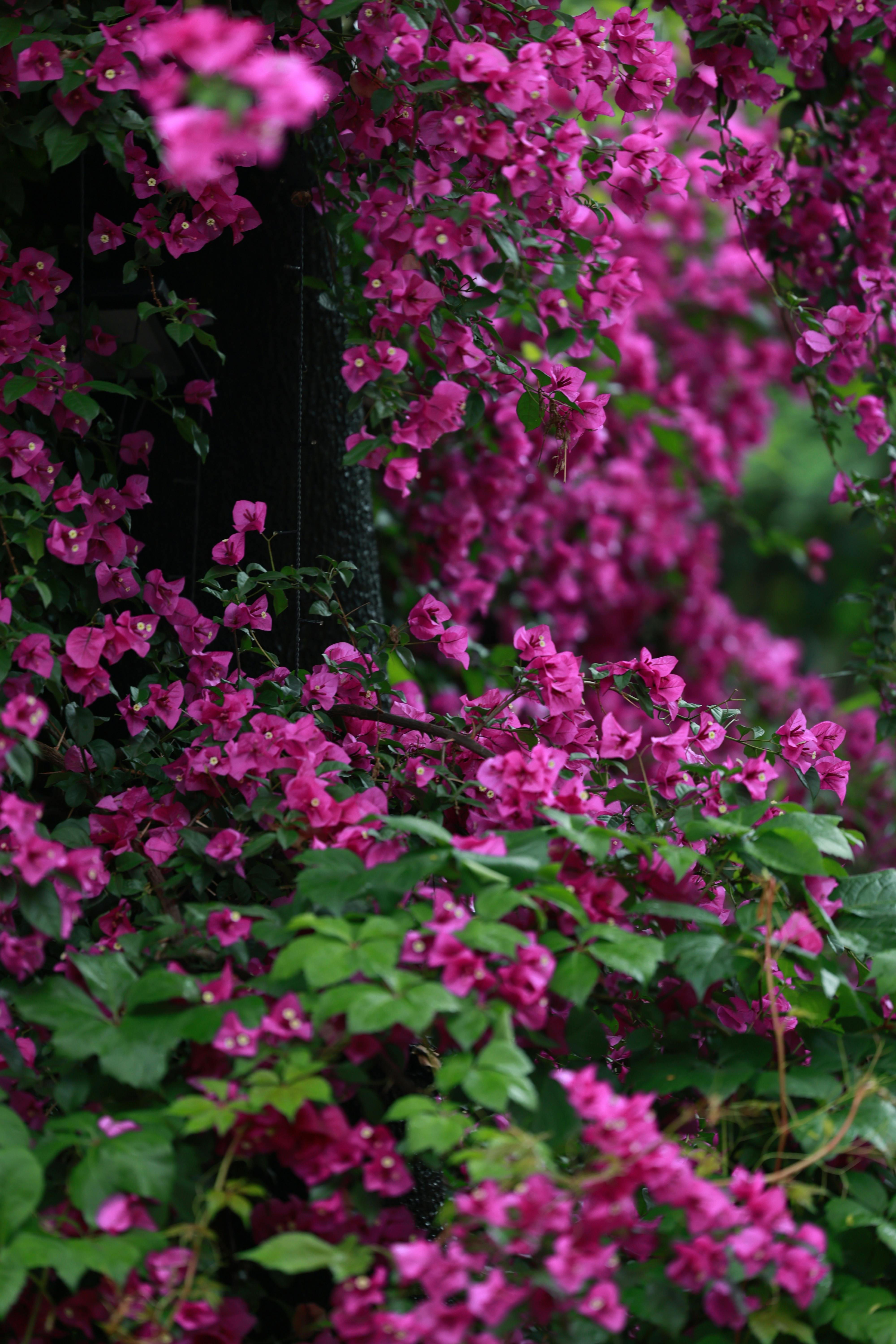 美景图片奈语林幽🌷•-庐山冬季美景，中国江西省_夏日公园里宁静的林荫小道