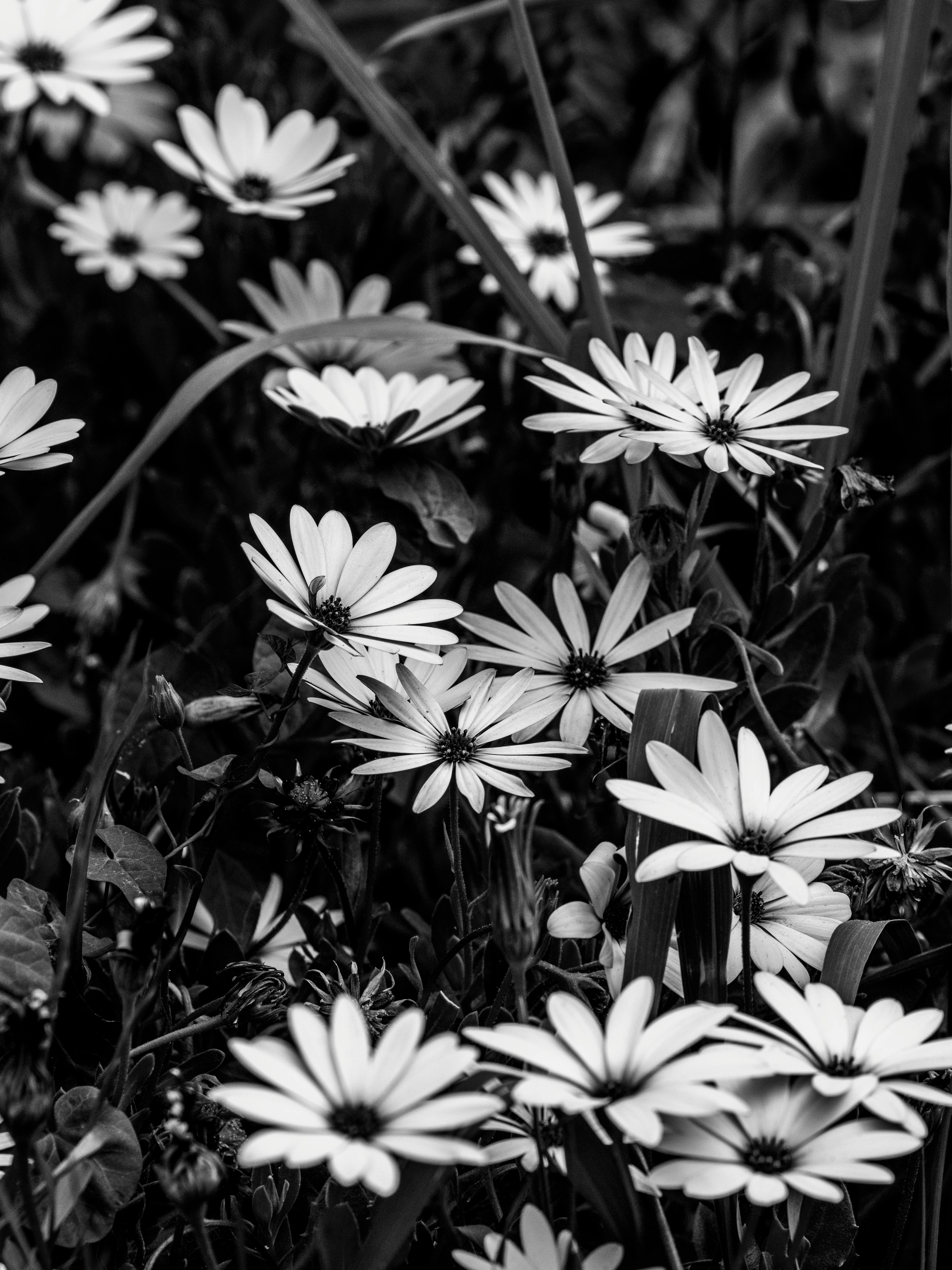 美景图片Images)_黑白花卉盛开的花园