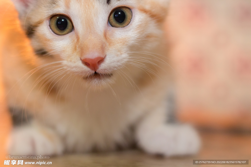 宠物猫的品种图片大全插图_宠物图片头像