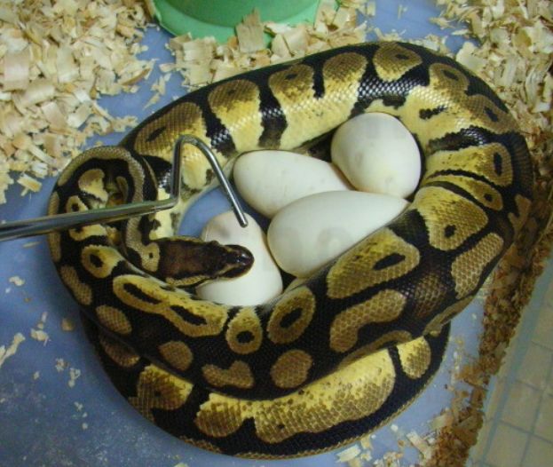 宠物狗狗图片品种大全Tumblr_宠物图片小精灵