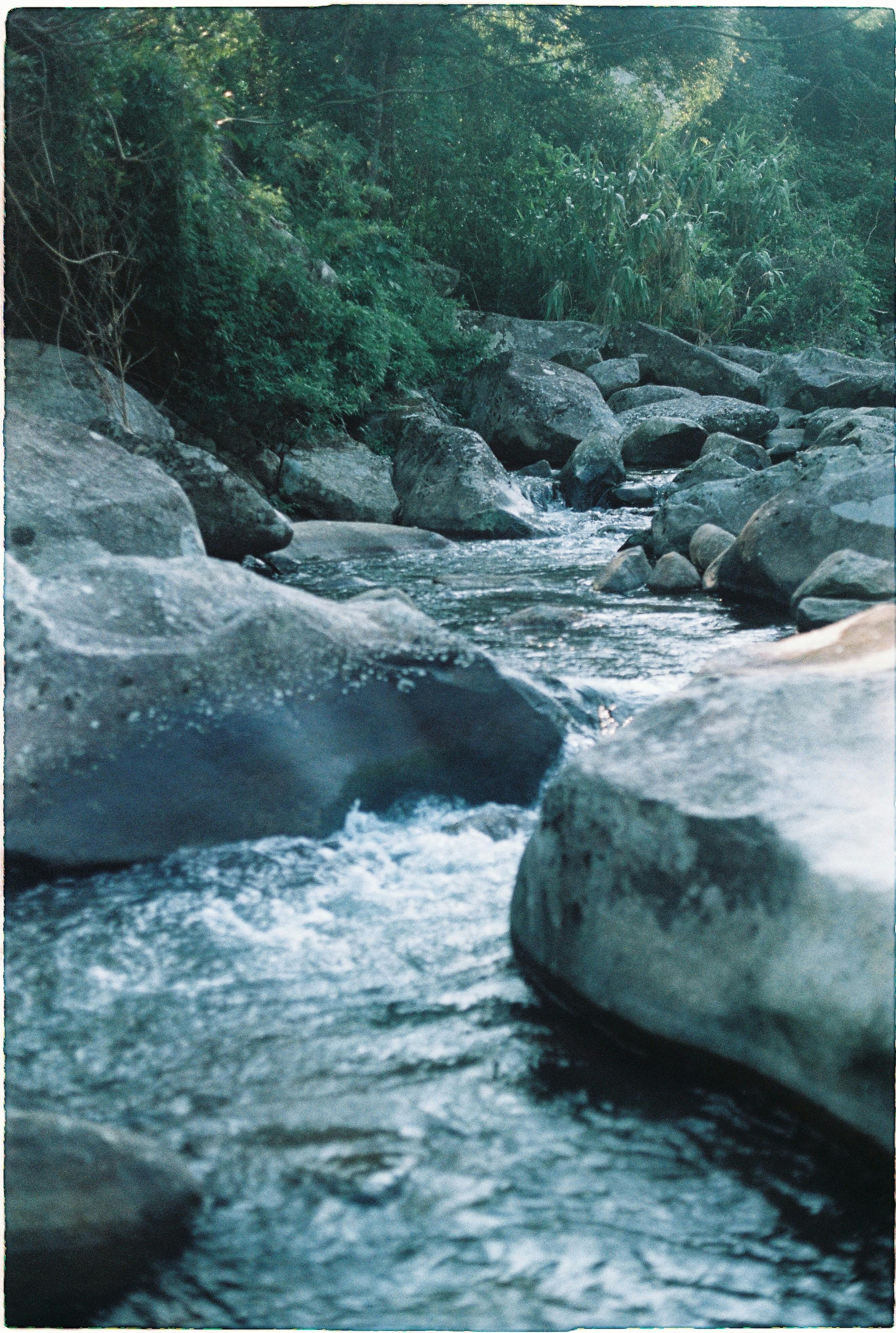 美景图片杭州西湖水墨意境般的风景，浙江省，中国_盛开的鲜艳橙色向日葵