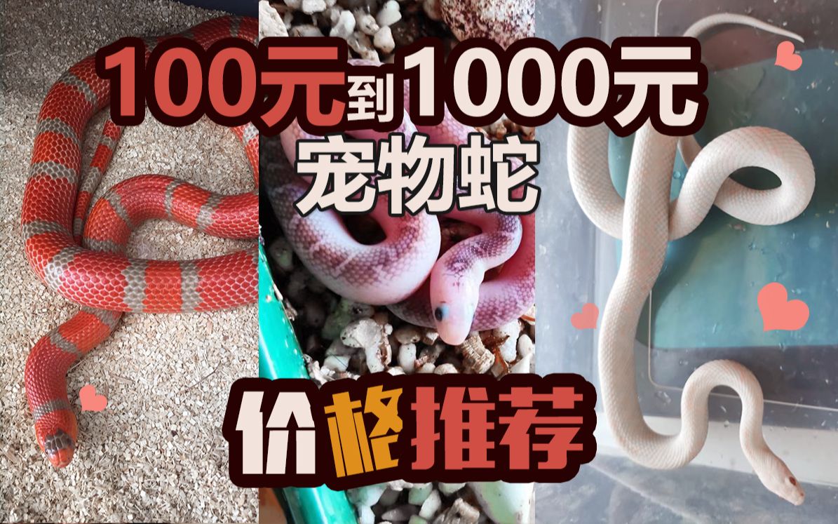宠物狗大麦虫_宠物图片猫的品种图片大全