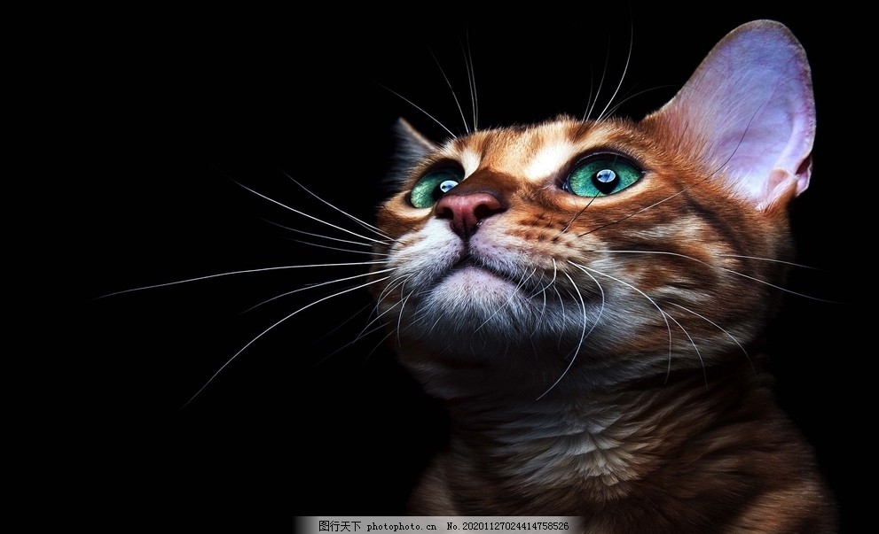 宠物猫Bird_宠物图片狗