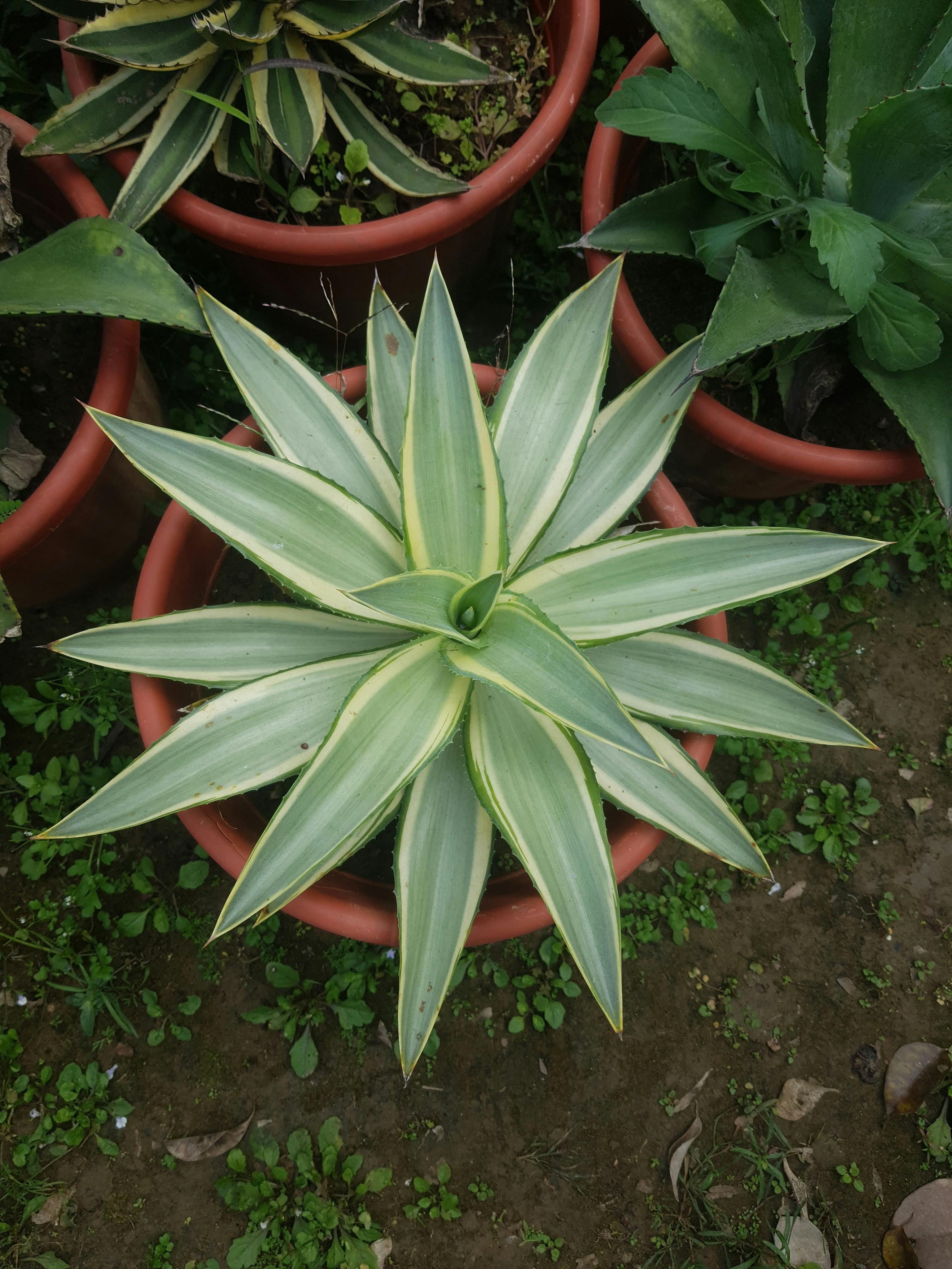 美景图片南非_花园中龙舌兰多肉植物的顶视图