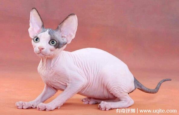 宠物猫Jal_宠物图片图片